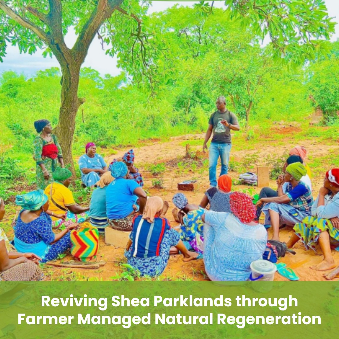 Reviving Shea Parklands through Farmer Managed Natural Regeneration